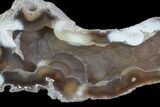 Unique, Agatized Fossil Coral Geode - Florida #66865-1